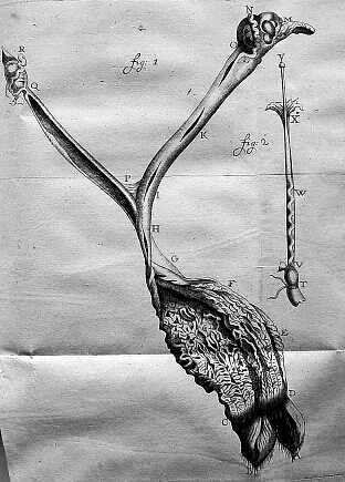 uterus of a dog